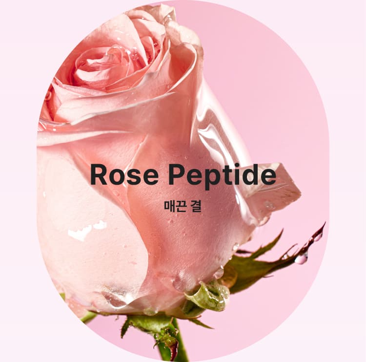Rose Peptide/매끈 결