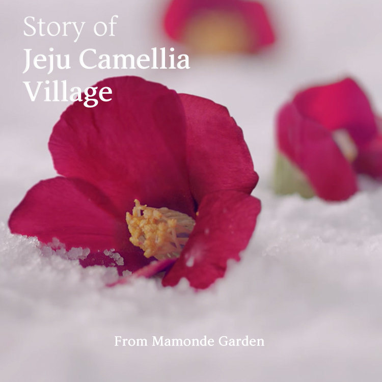 Story of Jeju Camellia Village