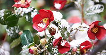 La fleur avec la vitalité puissante pour endurer la neige