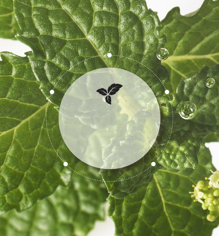 Mamonde, Amazing Deep Mint Cleansing Foam - Mint Green Flower