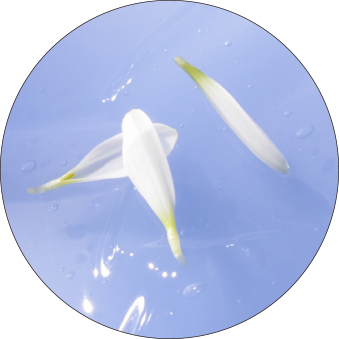 Blue Chamomile Flower Extract 