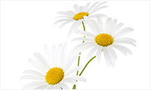 Chamomile image