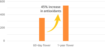 60일 발효 꽃초에 비해 1년 발효 꽃초가 항산화 성분 45% 증가
