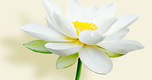 Why do we call the lotus “the purifying flower”?</