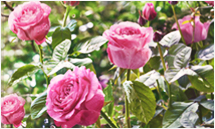 Damask Rose picture
