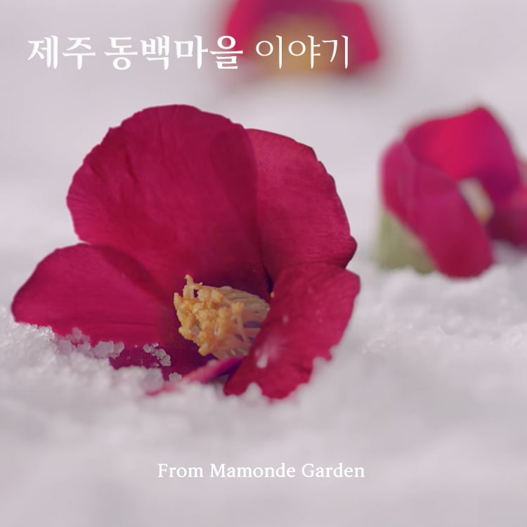 제주 동백마을 이야기 from Mamonde Garden