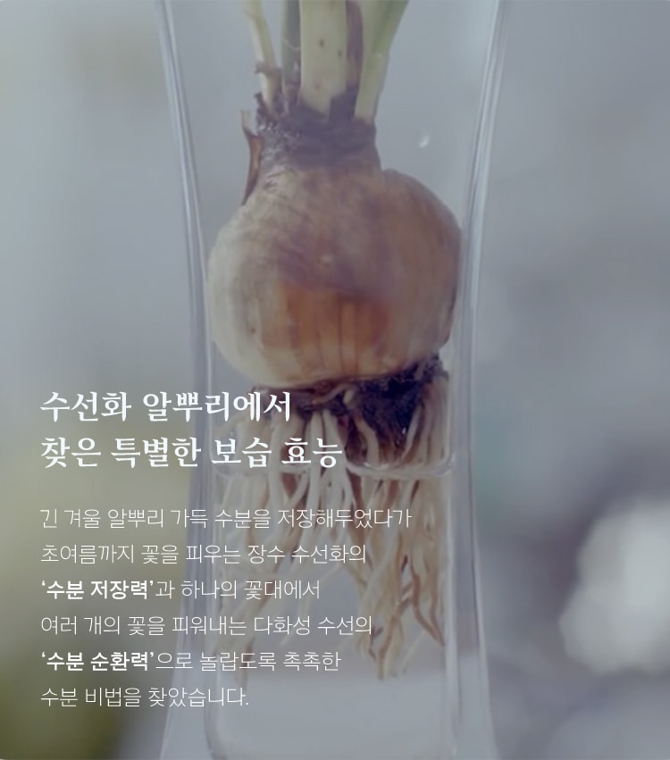 수선화 알뿌리 하단 상세 참조