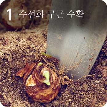 1 수선화 구근 수확