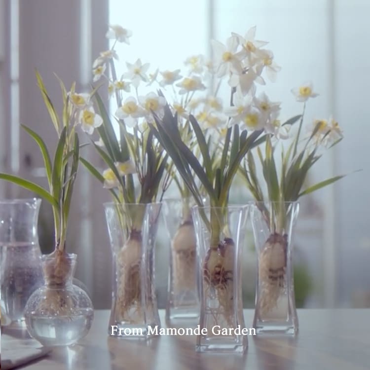 투명한 꽃병에 담겨 자라나는 수선화, From Mamonde Garden