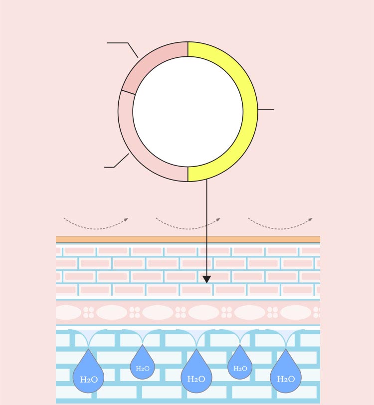프로바이오틱스&세라마이드 제품 효과 그래프 이미지